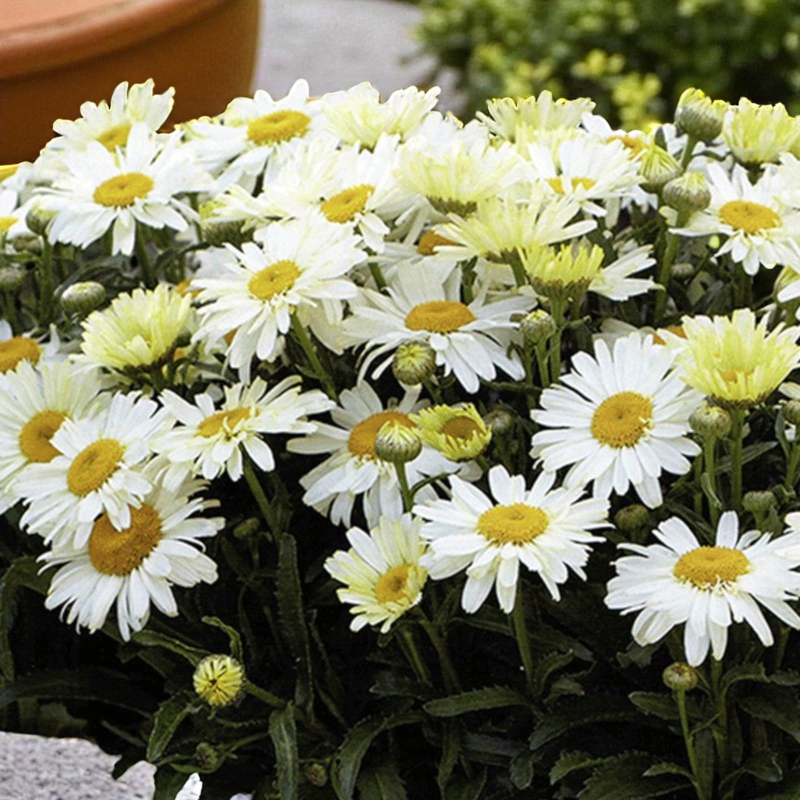 Carbeth Plants Leucanthemum Shasta Daisy in 9cm Pot - Hardy Perennial Cottage Garden Plant - White Daisy Style Flowers - Pollinator Friendly Summer Blooms (Ooh La Lacreme, 2)