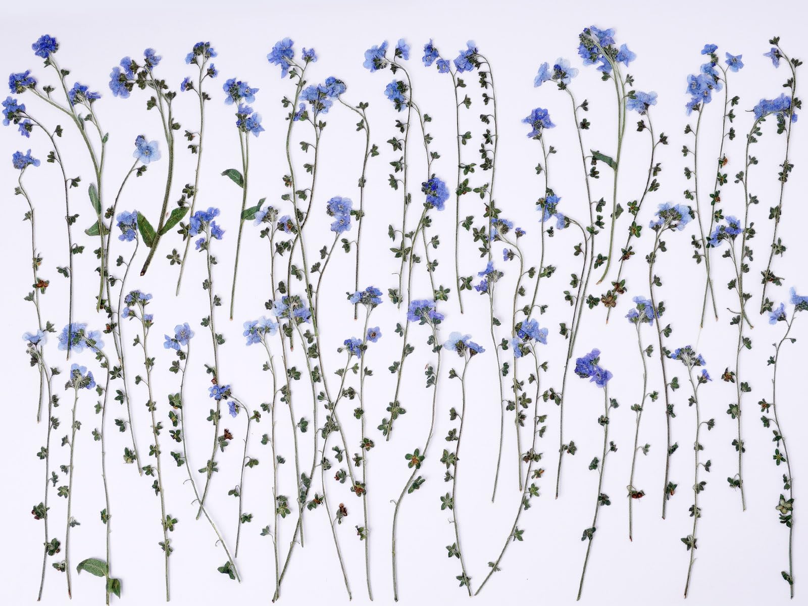 AHTONG 48 Pcs Dried Pressed Forget-me-nots