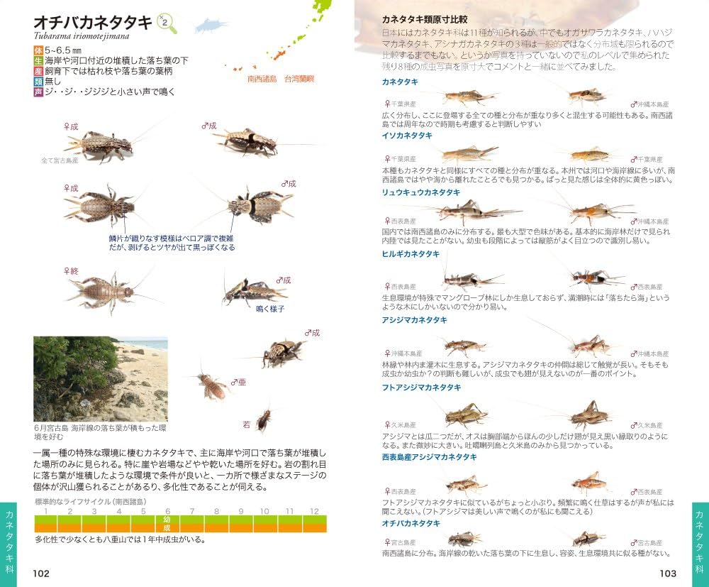 キリギリス K-BREAK ケイブレイク LILITH リリス M-ZERO1 ブラック 17インチ
