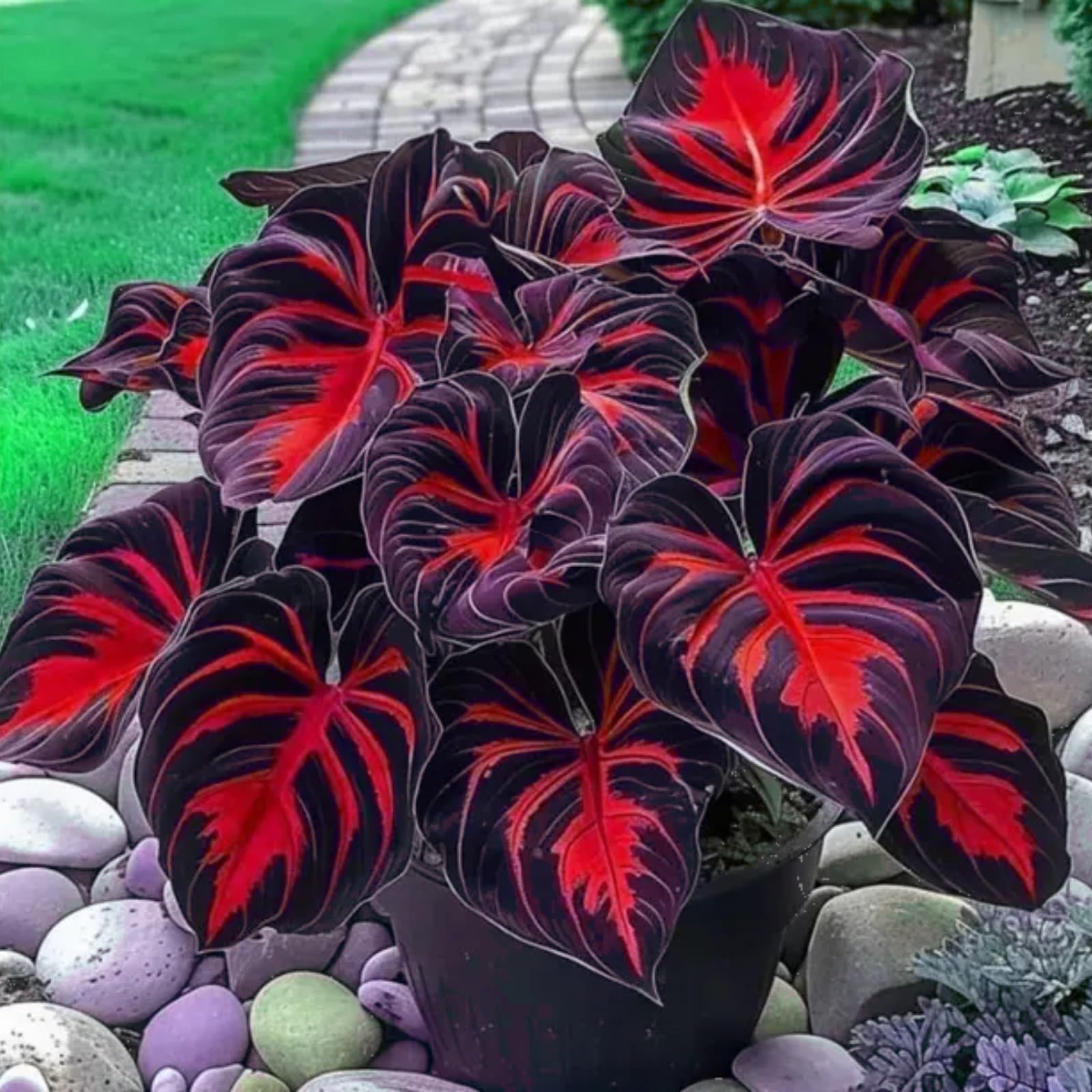 Hosta Plants for Sale, Ornamental Flowers, Wedding Flowers, Hosta Bulbs Live, Easy Plant, Hardy Perennial, Bulbs Mix, 8bulbs-k