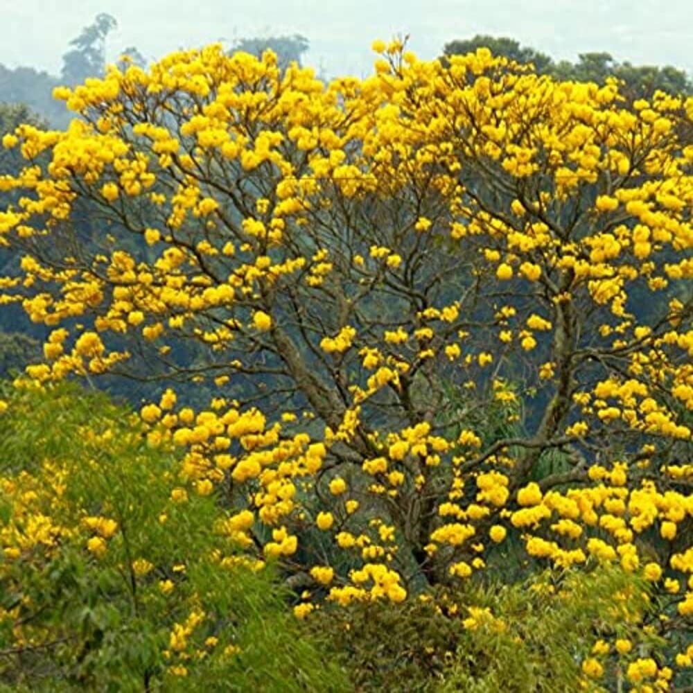 PNO Tabebuia Argentea Plant tree for home garden Tecoma argentea, Yellow Tabebuia, Silver Trumpet Avenue Tree - Live Plant Tecoma argentea For Garden (B08RY5887Q) Amazon Price History, Amazon Price Tracker
