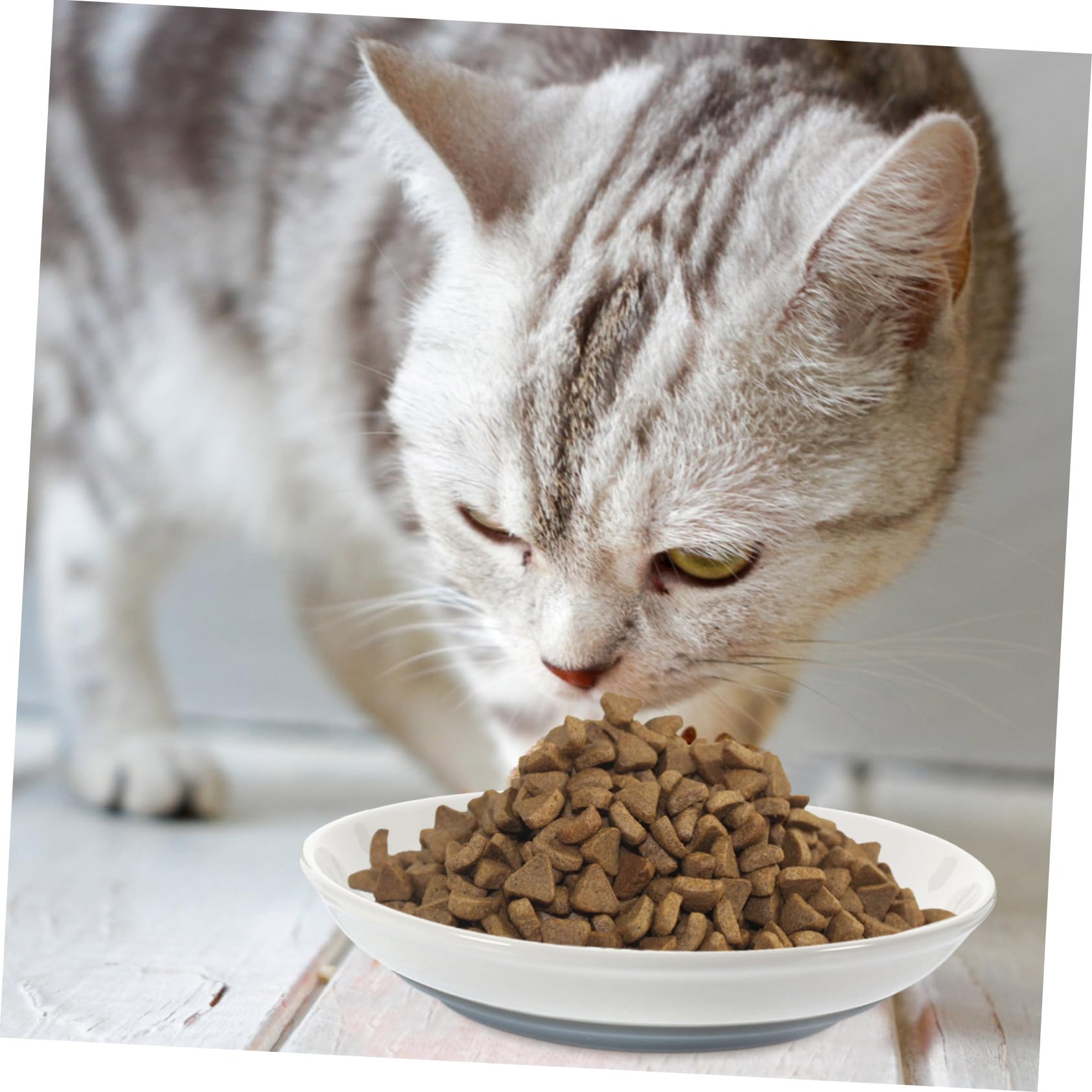 Ciotole per Gatti Piatte Antiscivolo, Set 3 Pezzi in Ceramica | Bordo Basso e Forma Ampia, per Mici Piccoli, Supporto per Pappa e Acqua