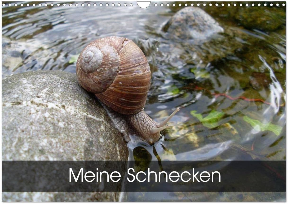 Meine Schnecken (Wandkalender 2024 DIN A3 quer), CALVENDO Monatskalender: Schnecken ¿ überall in Wald und Wiesen