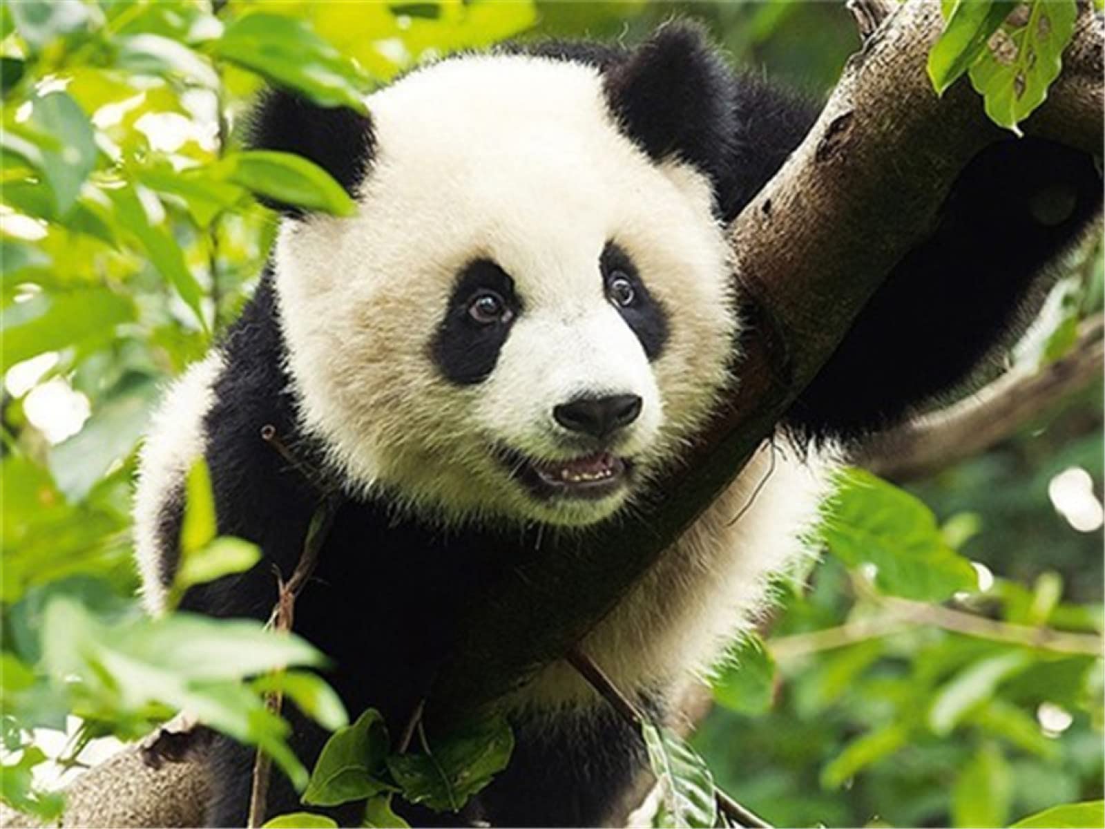 DIY 5D Diamond Painting Kit Complet,animal panda Broderie Diamant Kit,Peinture Diamant Complet,Diamant Painting Cristal Strass Point De Croix Art Artisanat décoration Murale de la Maison 30x50cm DIY 5D Diamond Painting Kit Complet,animal panda Broderie Diamant Kit,Peinture Diamant Complet,Diamant Painting Cristal Strass Point De Croix Art Artisanat décoration Murale de la Maison 30x50cm