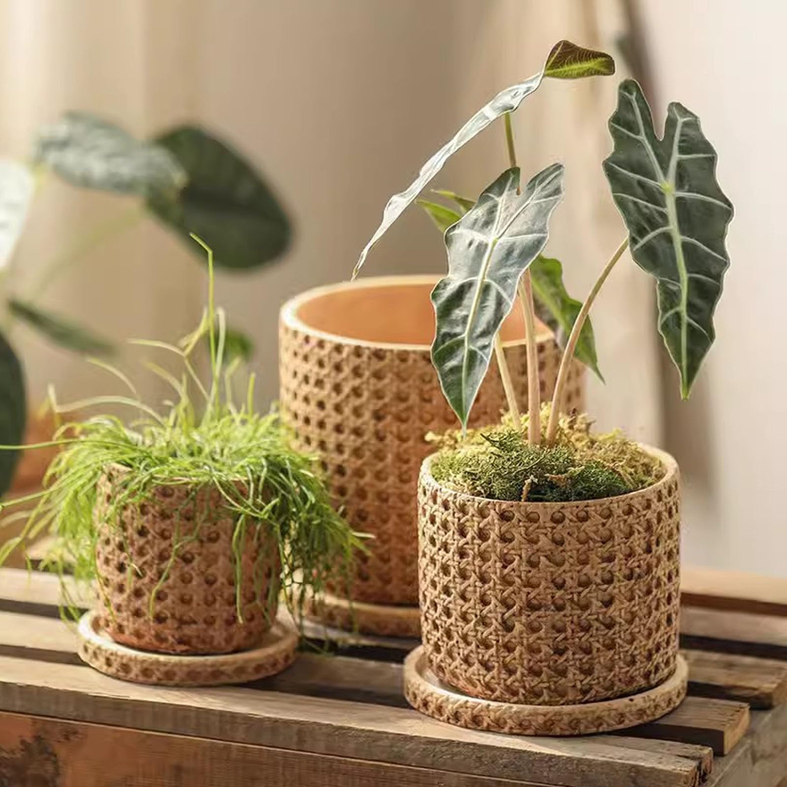 plastic succulent plants K-Cliffs main image 0