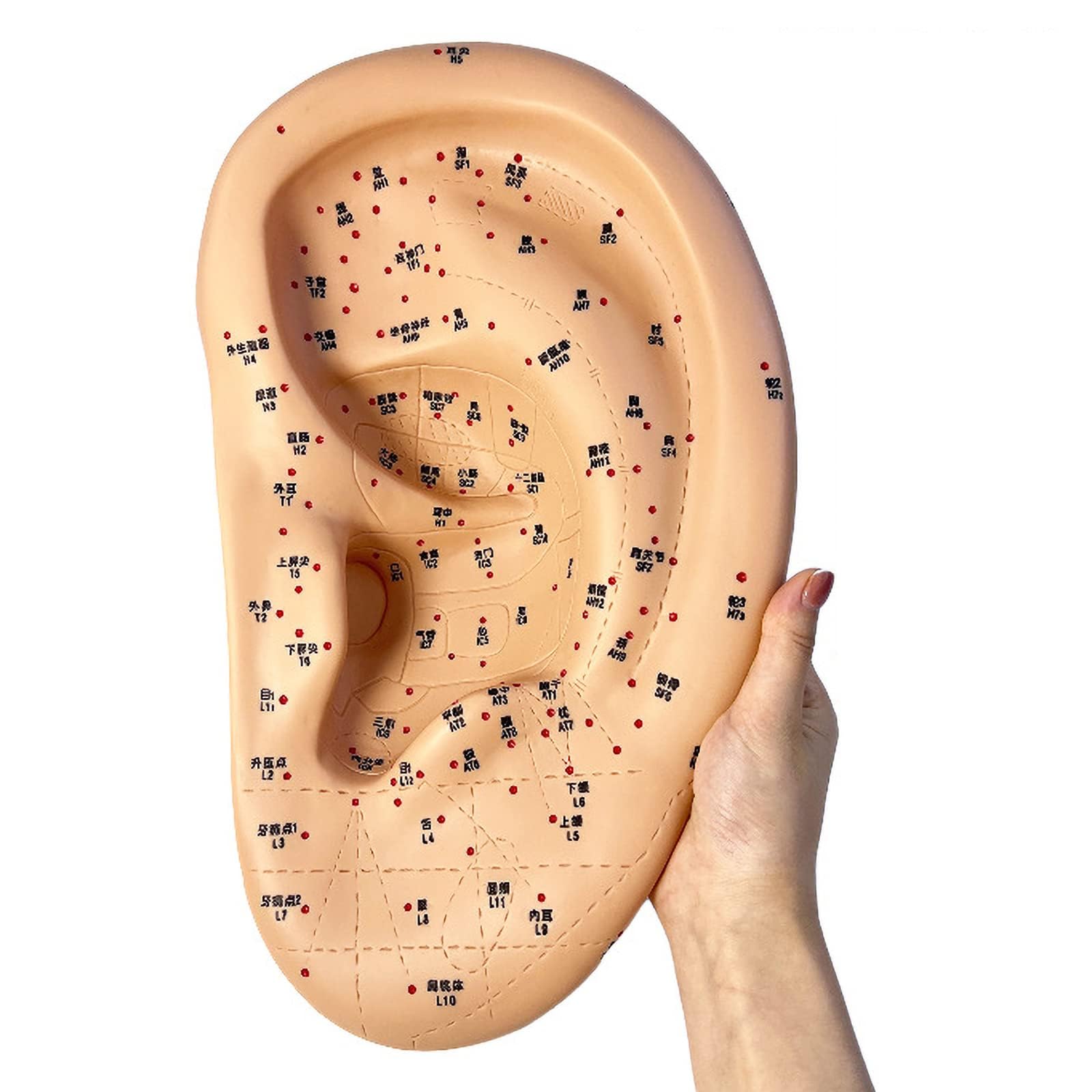 Modello di massaggio auricolare e agopuntura di grandi dimensioni da 40 cm, modello di agopuntura dell'orecchio in PVC per dimostrazione in aula medica, insegnamento della medicina tradizionale cinese
