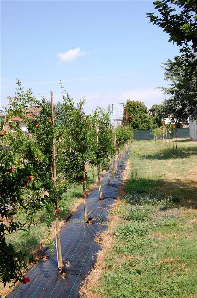 Vinagre de granada agridulce natural con acetificación espontánea lenta