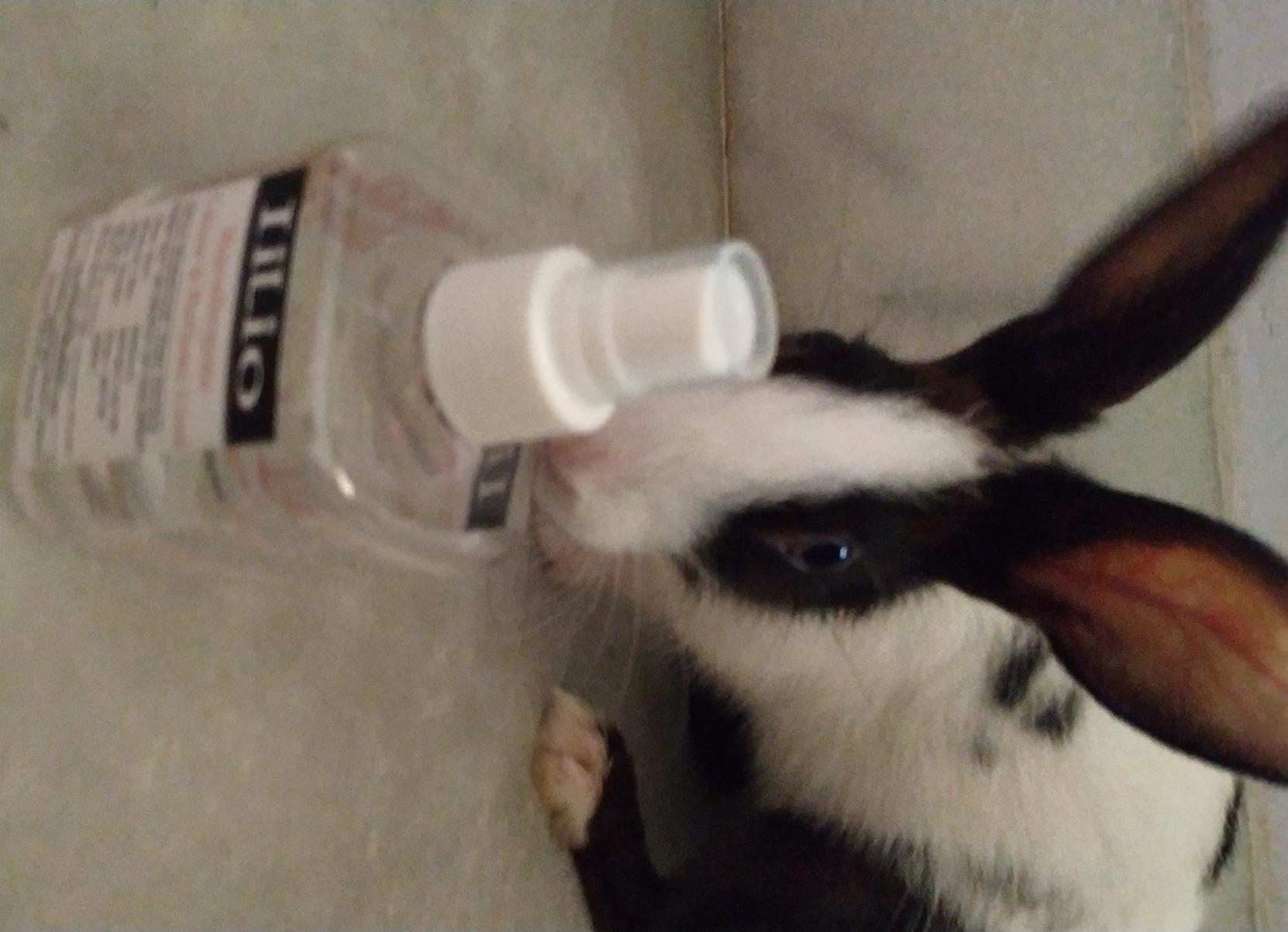 iiLio Best Antifungal Drybath for Small Pets (200ml) (Mouse, Rat