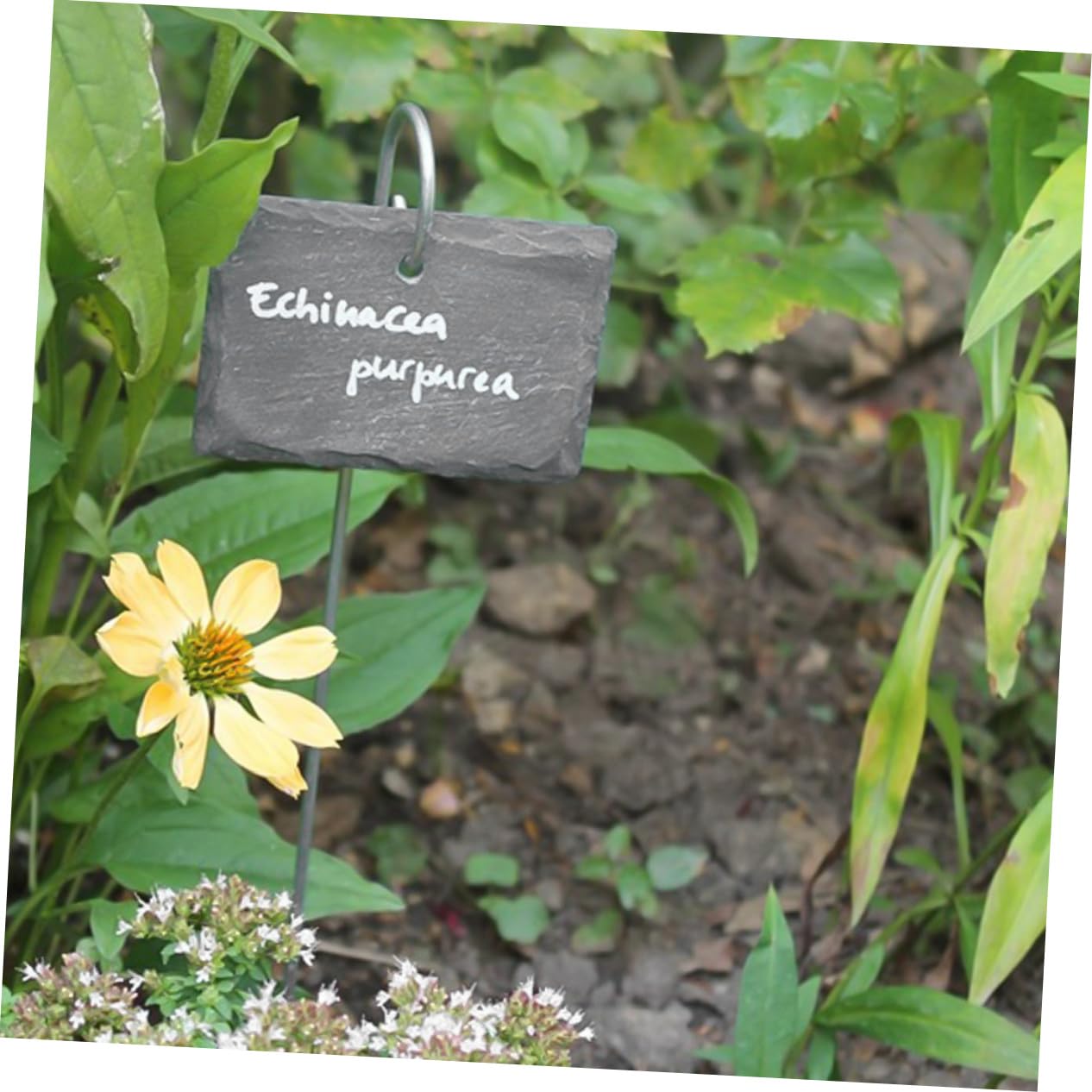 Etichette per Piante in Ardesia, Leggere e Facili da Scrivere, per Vasi da Fiori e Parchi