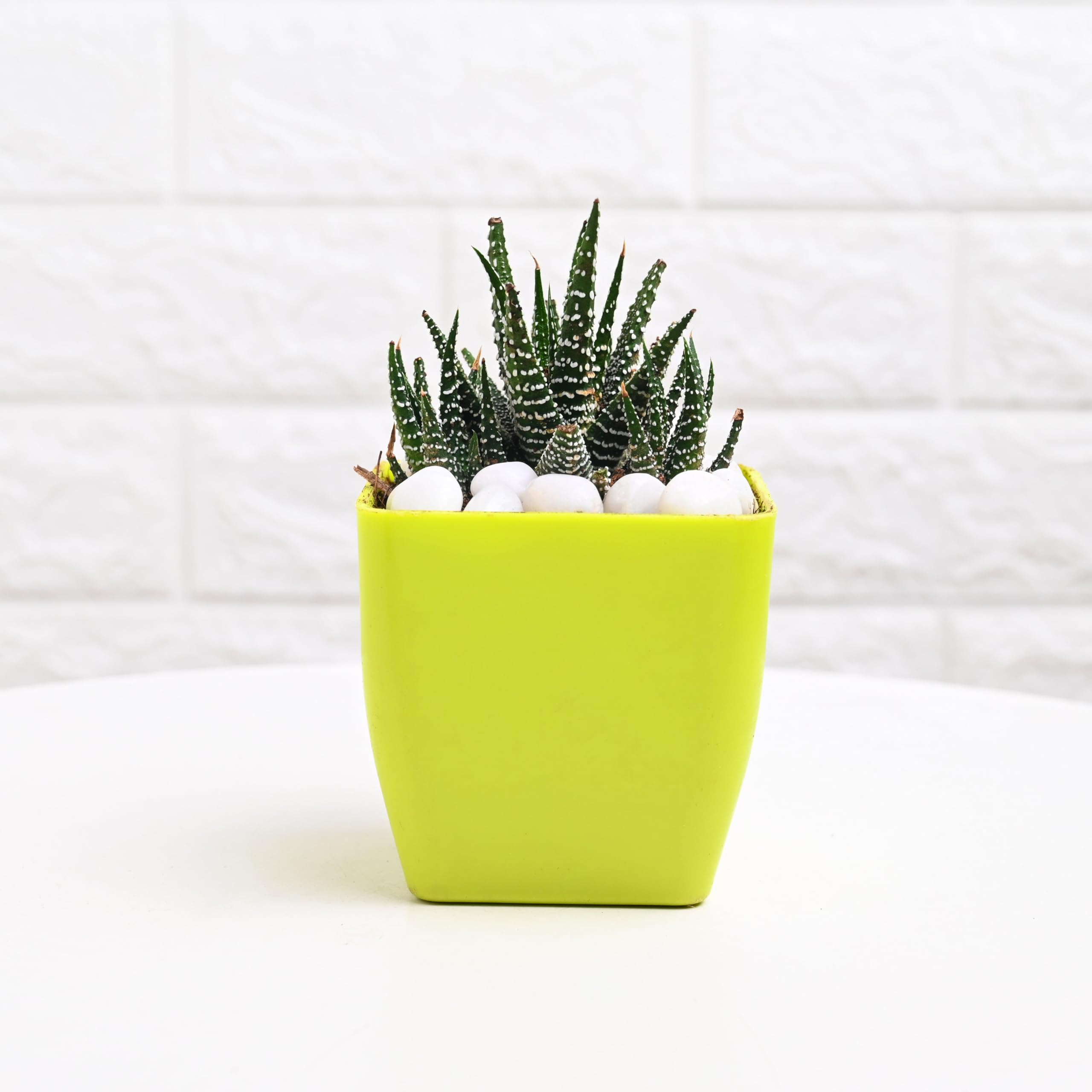 FlowerAura Air Purify Live Indoor Jade Plant & Haworthia Plant in Plastic Pot with 2 Manure Packets for Living Room, Balcony, Bedroom, Home/Office Decor, Birthday Gift, Diwali Gift 3