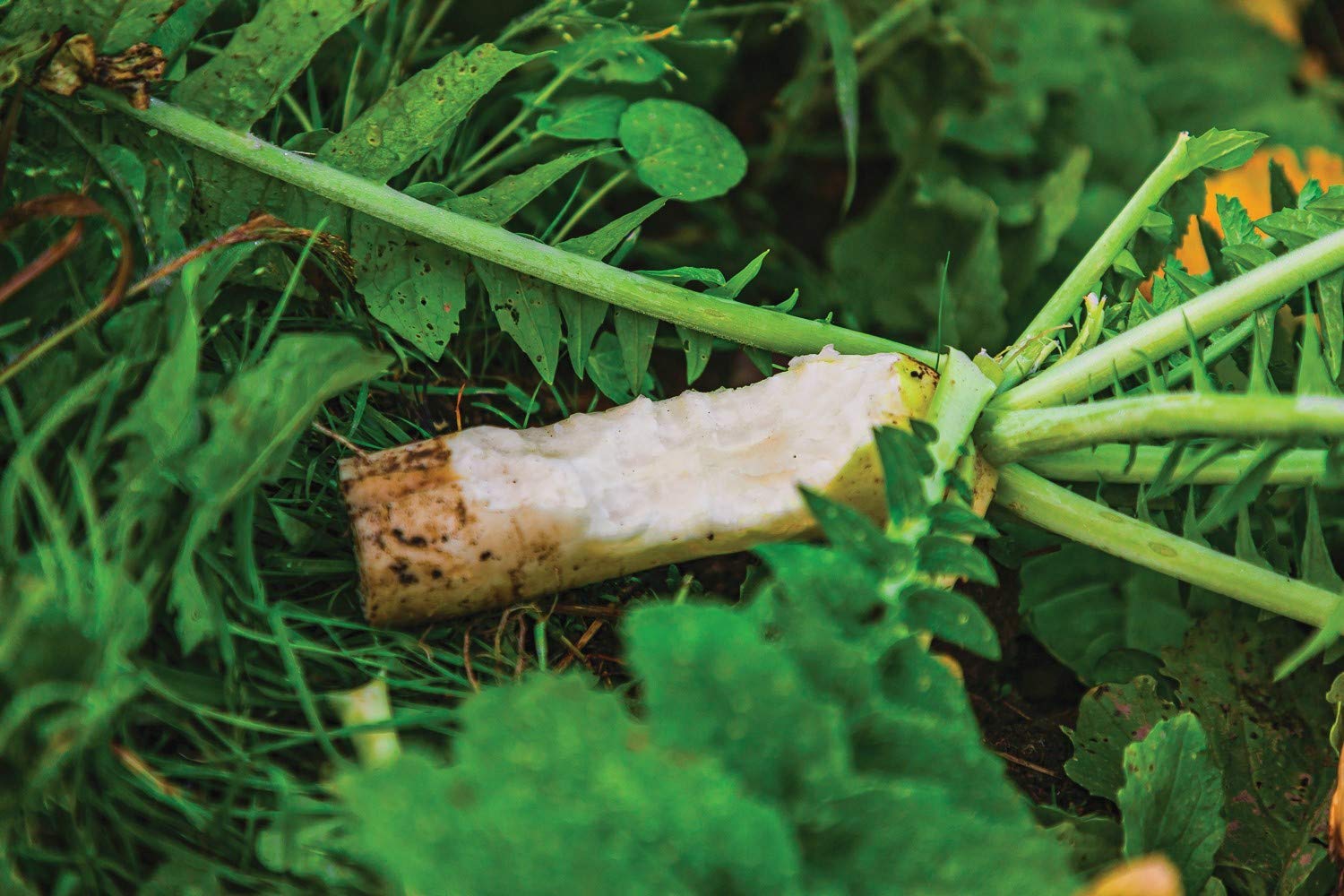 Whitetail Institute Ravish Radis Deer Graines de parcelle alimentaire annuelle à haute production pour attirer et retenir les cerfs tout au long de l'automne et de l'hiver, 1,1 kg (0,25 acre)