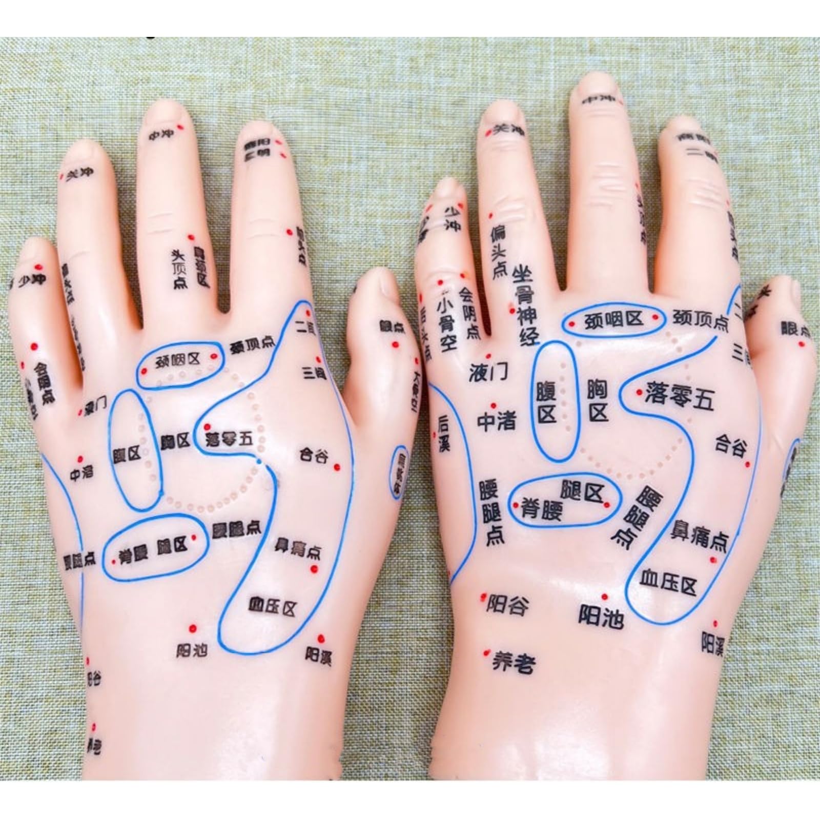 〇Od54 未使用保管品 鍼 ツボ モデル 手 耳 足 3点まとめ Amazon.co.jp: 4 アイテム 耳と手と足のツボモデル 耳ツボ 模型