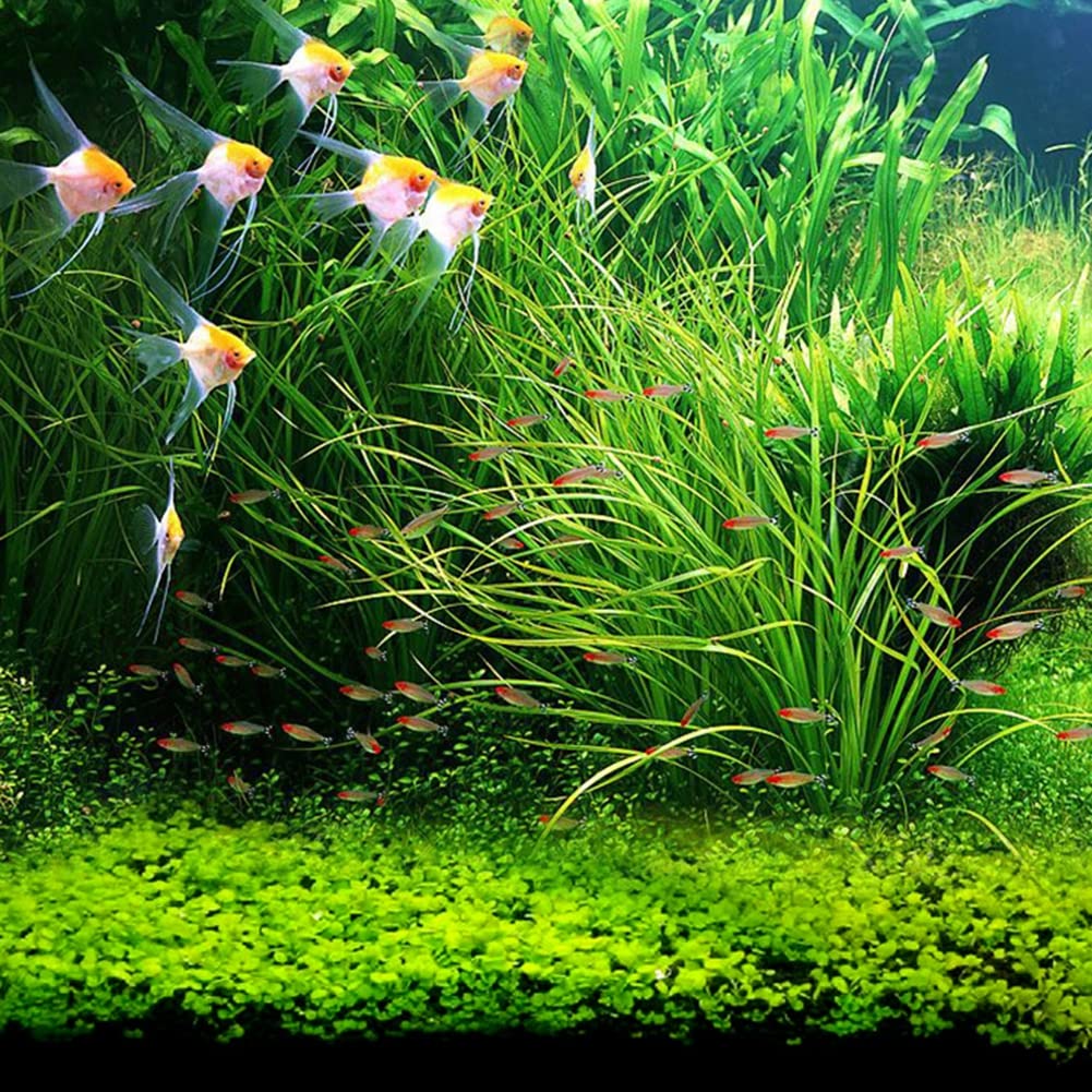 Saterkali Aquarium Aquarium Plant Zaden, 1 Zak Aquarium Aquarium Plant Zaden Aquatics Groene Bladeren Tapijt Water Gras Decor S