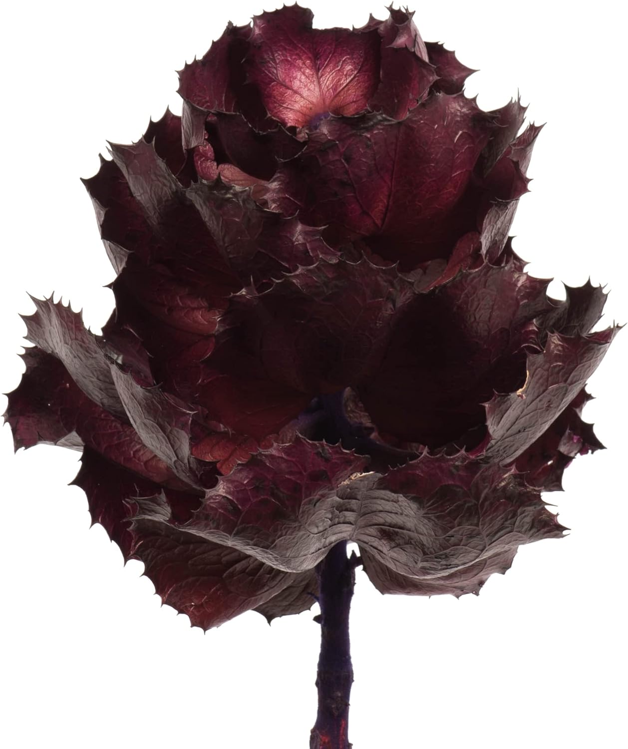 Vickerman 8" flower Violet Queen Flower, 1 stem, Dried