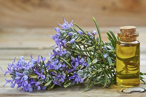 Semillas de romero para plantar reliquia sin OMG