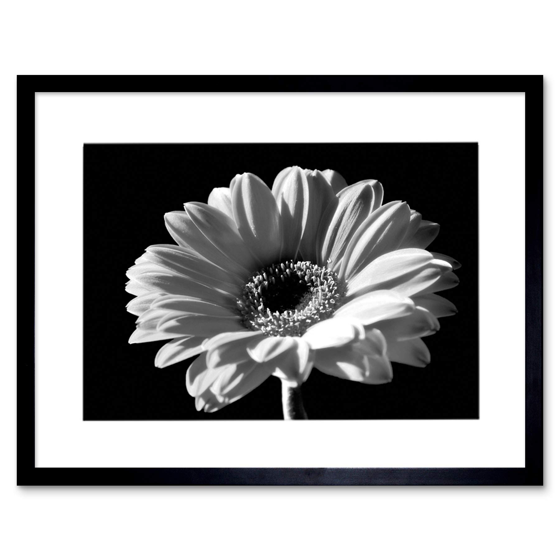 Wee Blue Coo Black White Gerbera Flower Bloom Photo Framed Wall Art Print