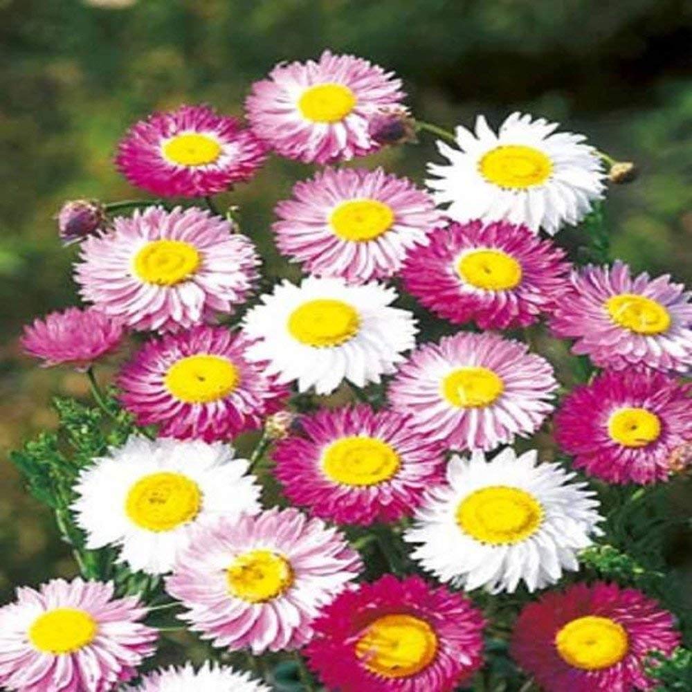 AllThatGrows Chamomile Blossoms Edible Flower Seeds For Gardening Pack of 0.500 gms (B07HKQ5NSZ) Amazon Price History, Amazon Price Tracker