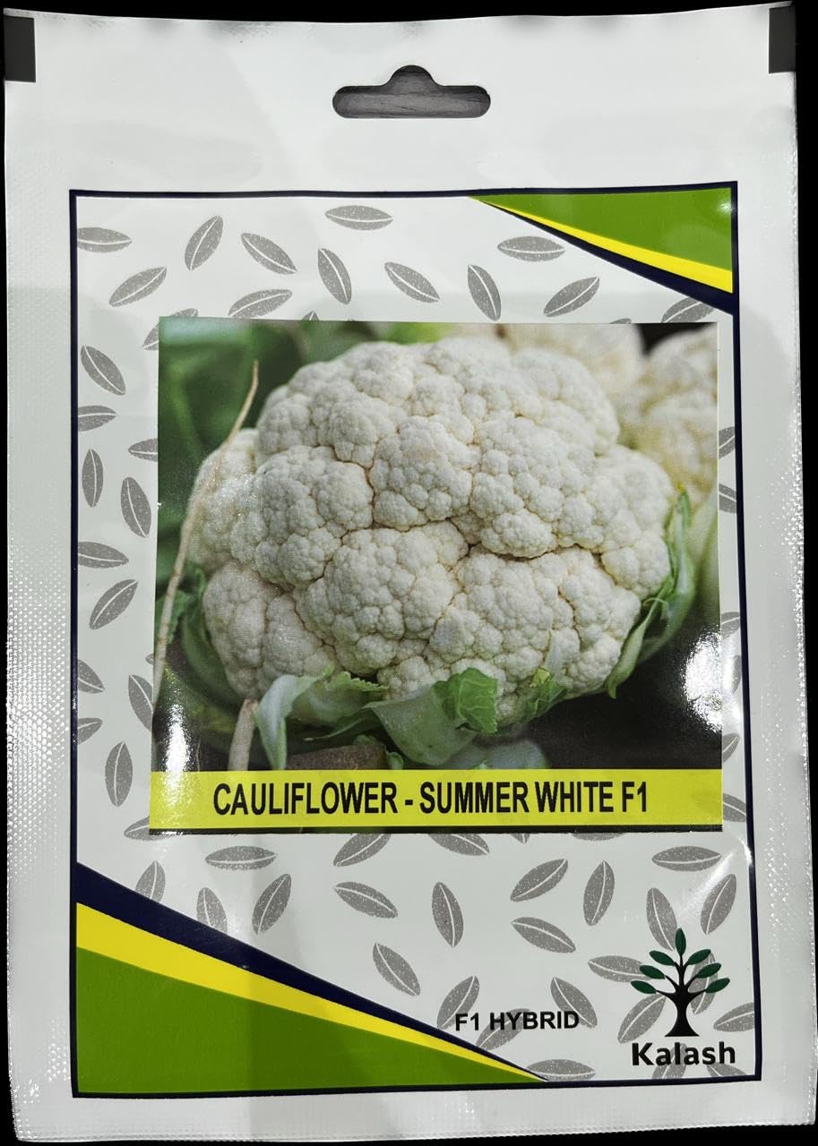 Cauliflower - summer white F1 Hybrid Premium Quality Seeds (Made in India) by Kalash Seeds Pvt. Ltd.