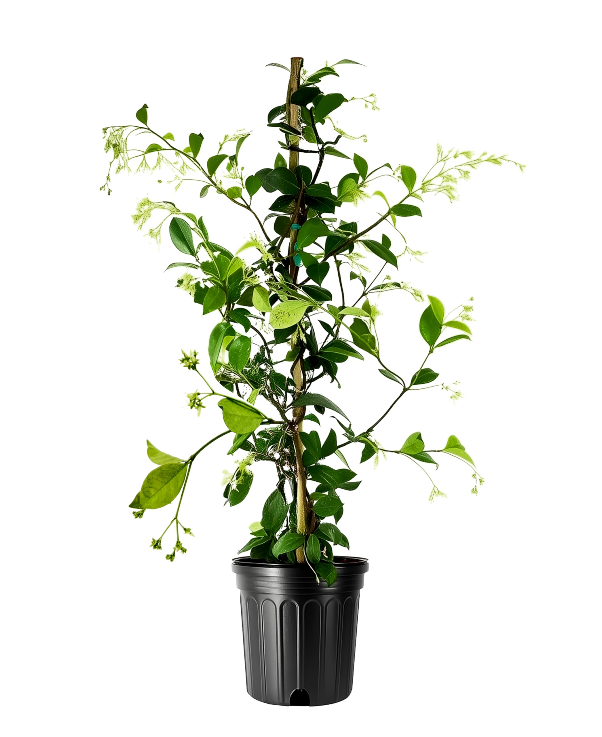 Amazon.com : Star Confederate Jasmine | 1 Large Trade Gallon Size