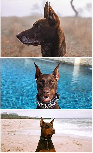 Miniatura 6 de Pegatina para orejas de perro francés alemán con soporte fijo para orejas de Doberman, herramientas de cuidado vertical, 2.4 x 1.2in