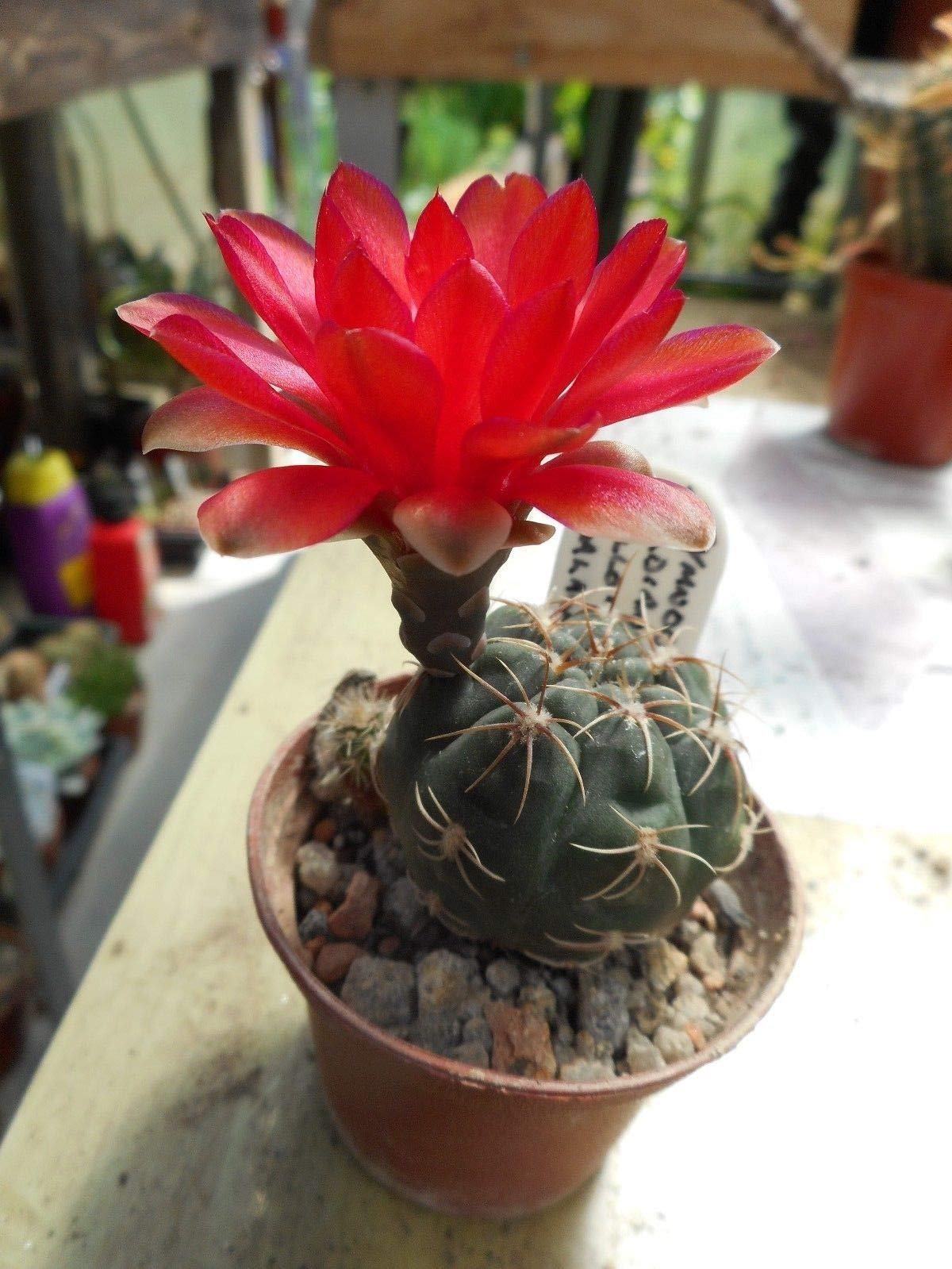 Portal Cool Gymnocalycium Cactus baldianum Hun294 Espilloo ARG-Cost Catamarca