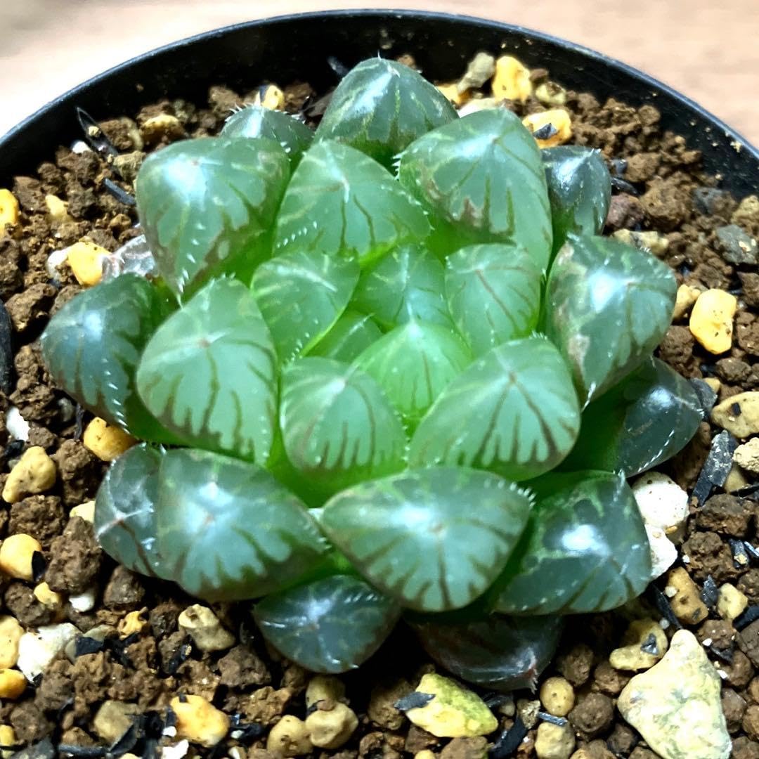 Amazon｜1411．多肉植物 ハオルチア OB-1×黒水晶BON2 ×OB-1｜観葉植物