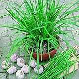 10 Chives Plants Live for Planting Outdoors, Well Rooted, Heirloom Chives Leek Plant