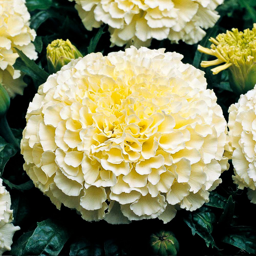 Biocarve Tagetes erecta F2 Dwarf White - Pack of 50 Seeds (B01ASWQNBO) Amazon Price History, Amazon Price Tracker