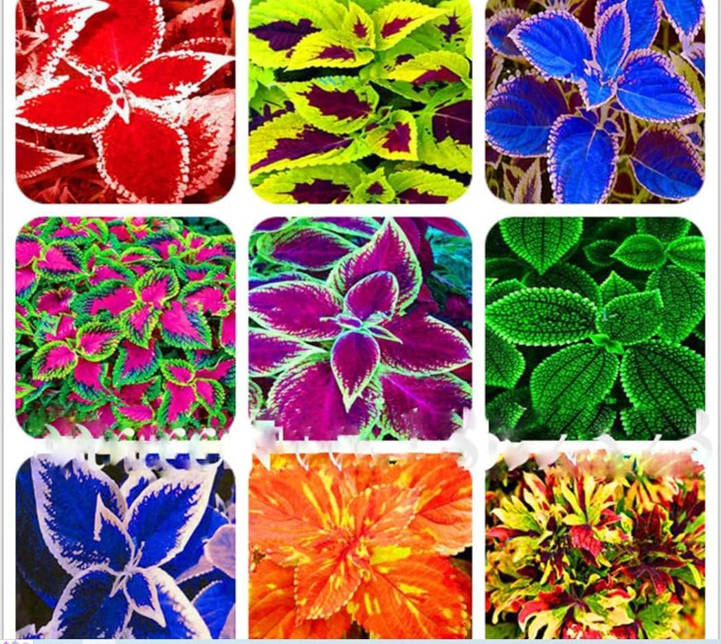 1000 Mix Seeds Rare 24 Style Russian Style Bonsai Rainbow Colour Mix