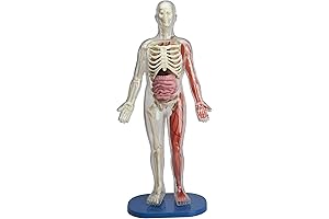 Smart Chart Human Medical Anatomy Kit for Kids