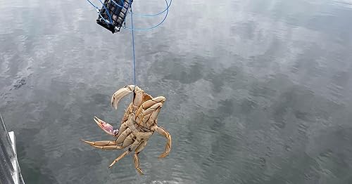 Miniatura 9 de AirFly Heavy Surf 6-Loop Crab Trap for Fishing Poles  Lead-Free, USA-Made, Premium Durable Loops  Ideal for Dungeness, Blue, Rock Crabs  Includes