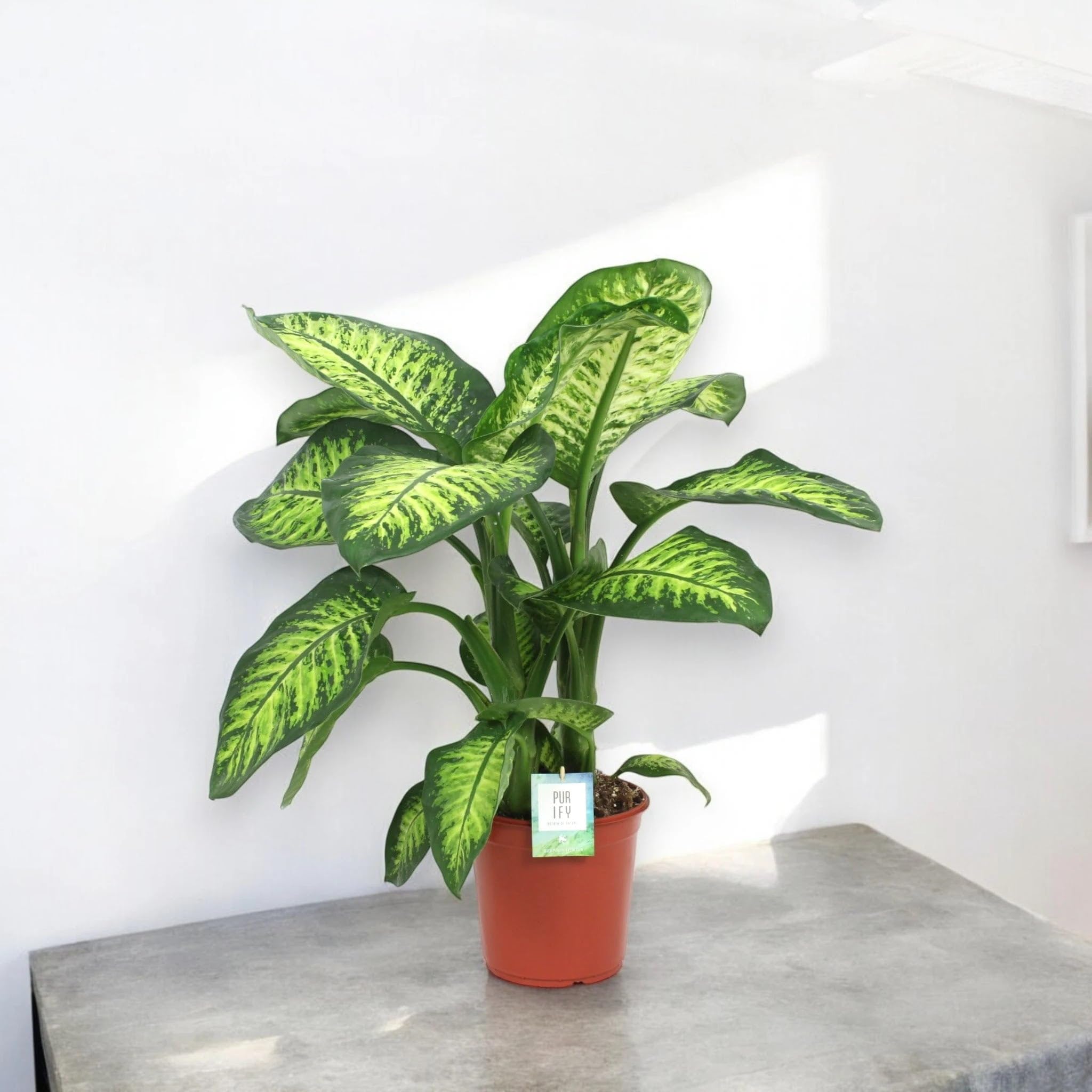 Dieffenbachia seguine 'Lemon tropic' Pianta da Interno, Colore Giallo e Verde, Altezza 80-100 cm, Vaso 24