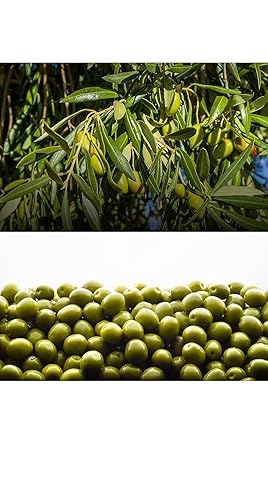 Miniatura 9 de Olivar Santamaria Aceite de oliva virgen extra, variedad Hojiblanca premium, primer prensado en frío, España, alto polifenol, perfecto para aderezos