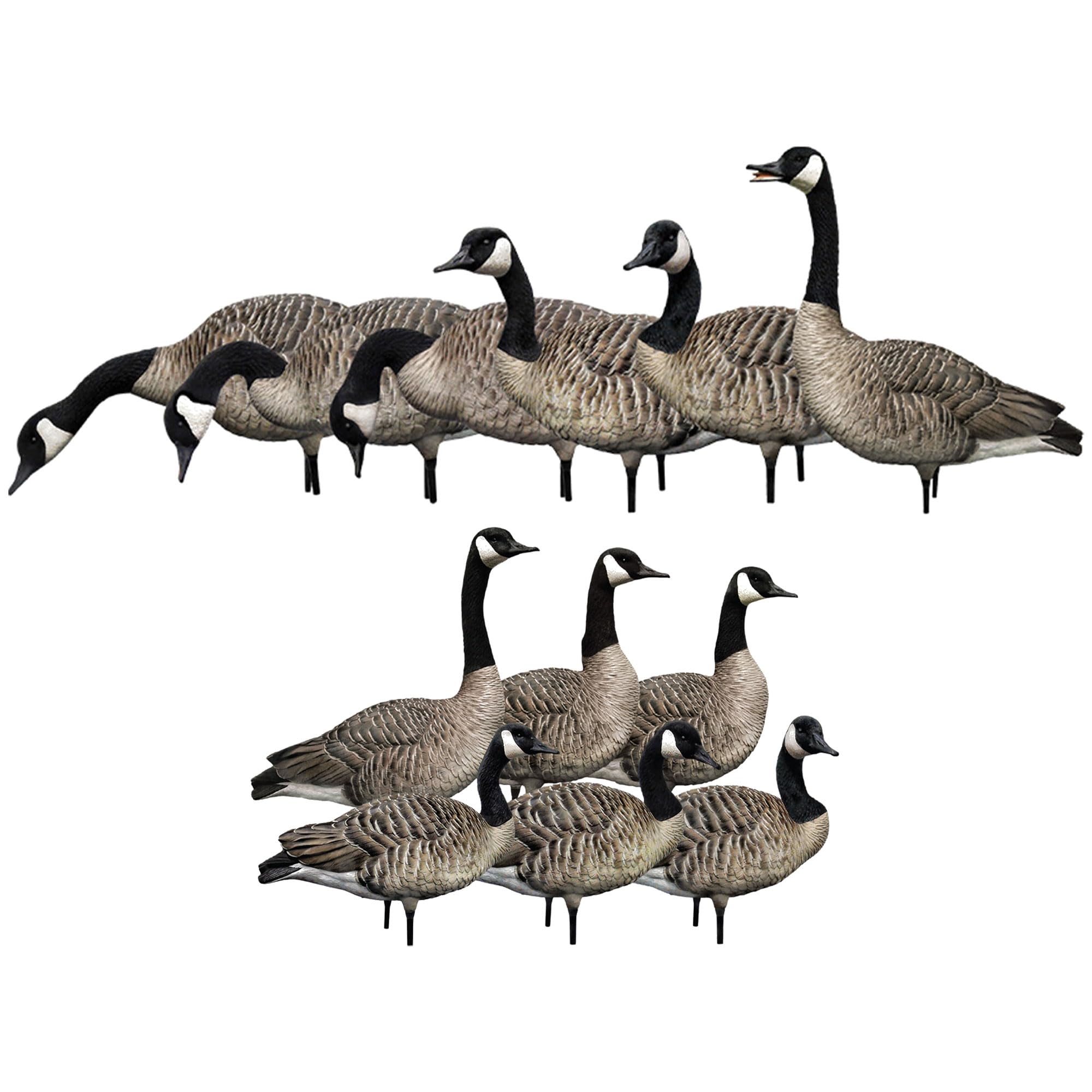 Avian-X AXP Honkers Full Body Realistic Paint Canada Goose Decoys Fusion Pack Bundled with AXP Honker Sentry Walker Decoy Sets, Multicolor