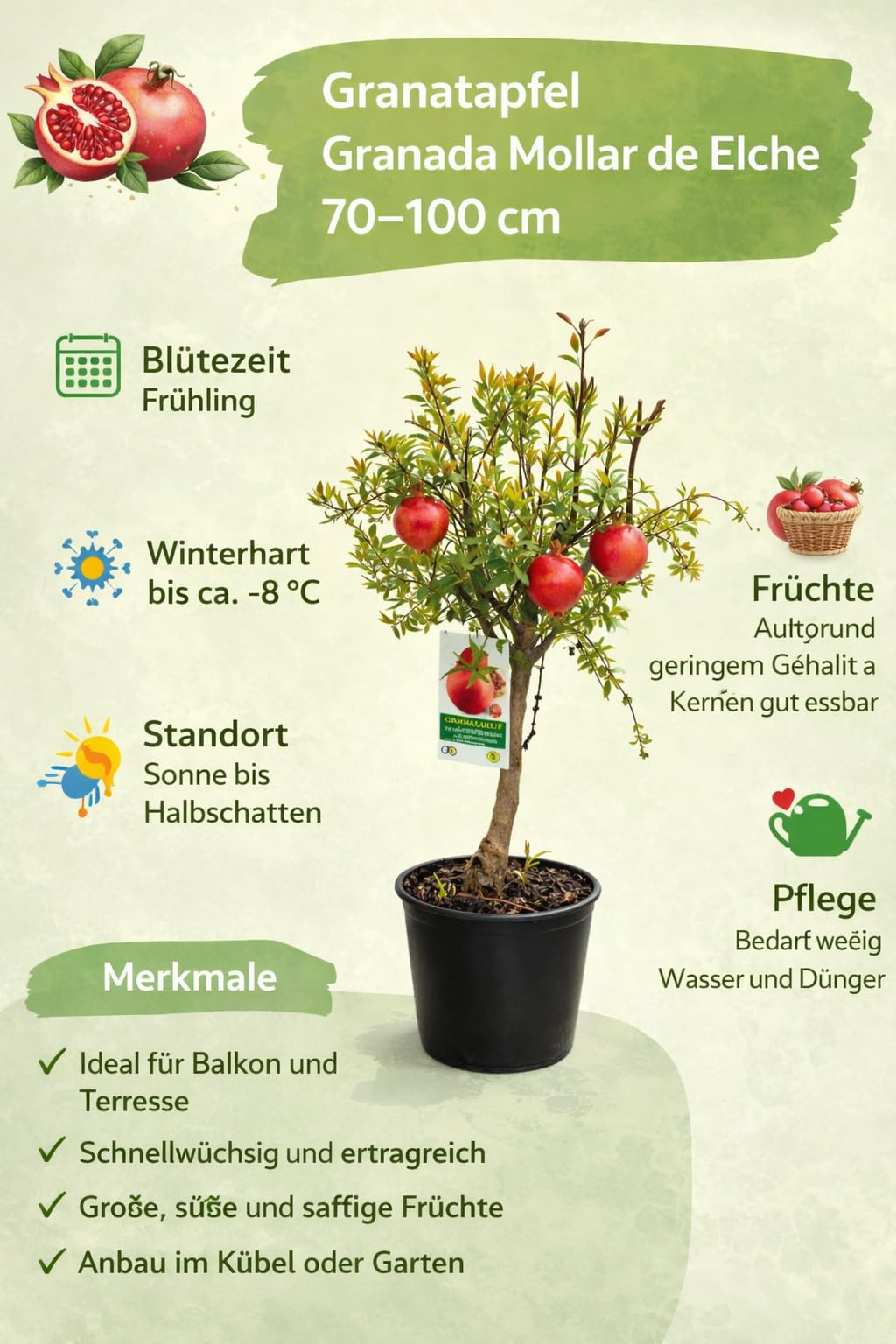 Granatapfelbaum - Granada Mollar de Elche 70-100 cm Echter Granatapfel Strauch mit dickem Stamm (8–10 cm), winterharte mediterrane Kübelpflanze, Obstbaum für Terrasse, Balkon & Garten