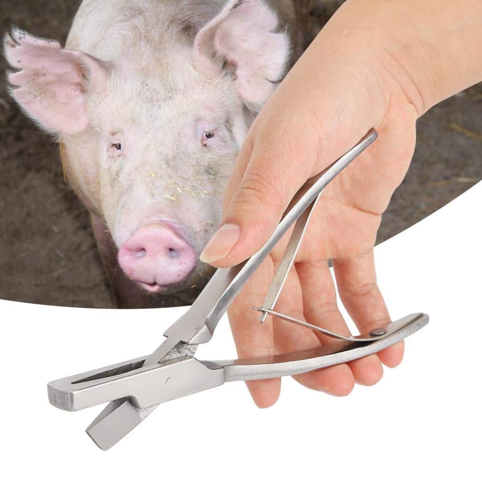 Kadimendium Pince à Oreilles De Cochon En Forme De U - Robuste Acier Inoxydable - Outil De Marquage Ferme