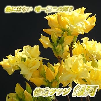 シナノツツジ/信濃ツツジ/銀河【現品発送】管理70862 シナノツツジ/信濃ツツジ/銀河【現品発送】管理70862 信濃ツツジ「銀河
