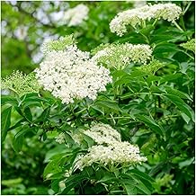 5 Elder Flower Hedge Plants 1-2ft,Make Elderberry Wine & Elderflower Lemonade 3fatpigs®