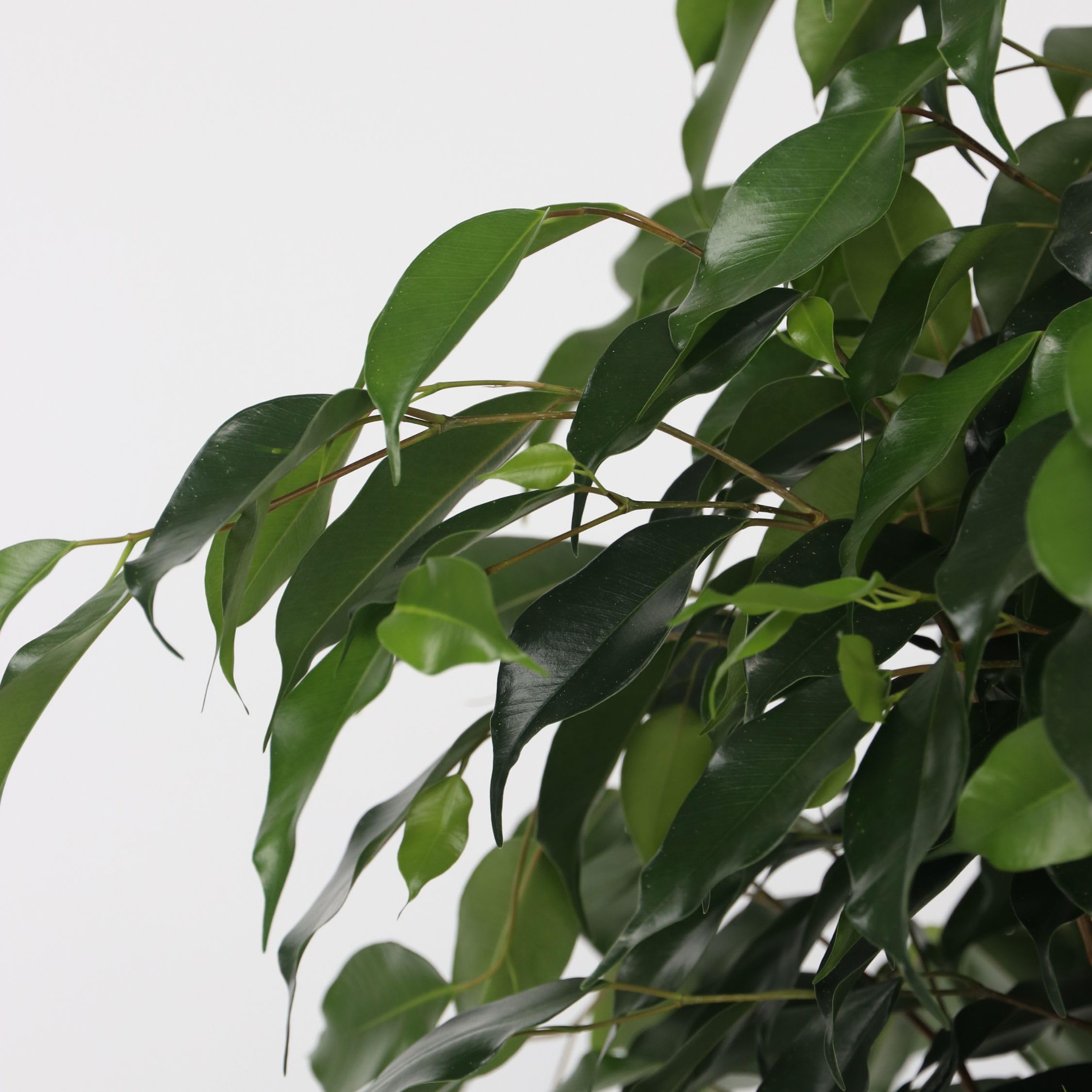 Plant in a Box - Ficus benjamina Danielle - Real Houseplant Large - Fiddle Plant - Doniczka 21cm - Wysokość 100-110cm