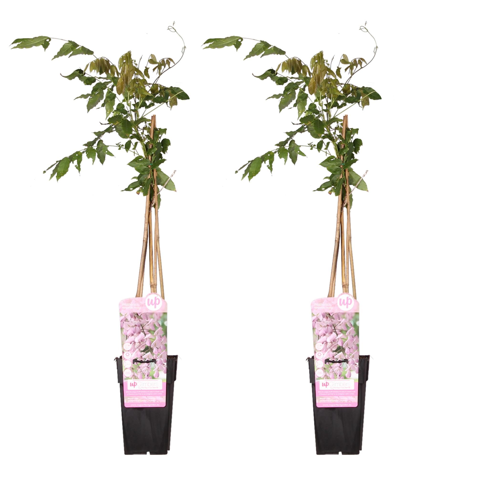 Glicinia Rosa Wisteria Rosea, Para Exterior, Pack de 2, Altura 65cm, Ø15cm