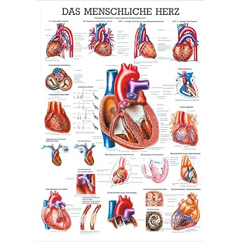 Mini Poster The Heart Anatomy 34x24 cm Medical Teaching Medium