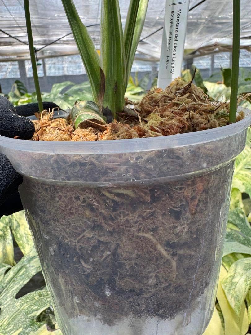 7 モンステラ レガシー カット苗 美健康株