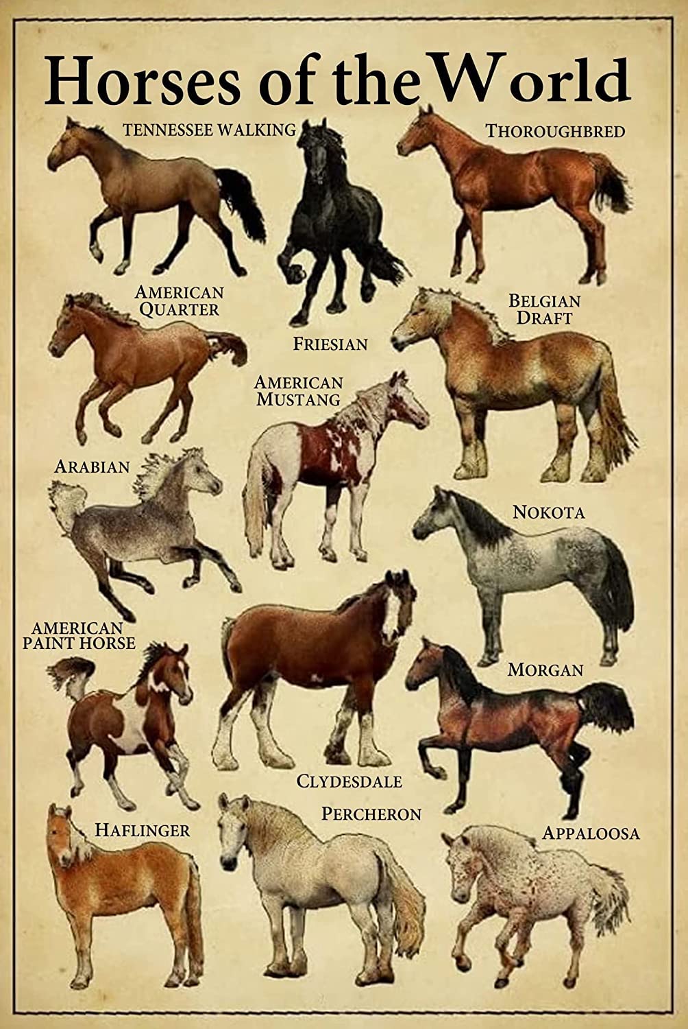 rayprint Horse Knowledge Metal Tin Sign Horse Of The World Retro Shabby Metal Poster For Home Kitchen Cafe Pub Man Cave Funny Wall Door Decor Plaque 8X12 Inch