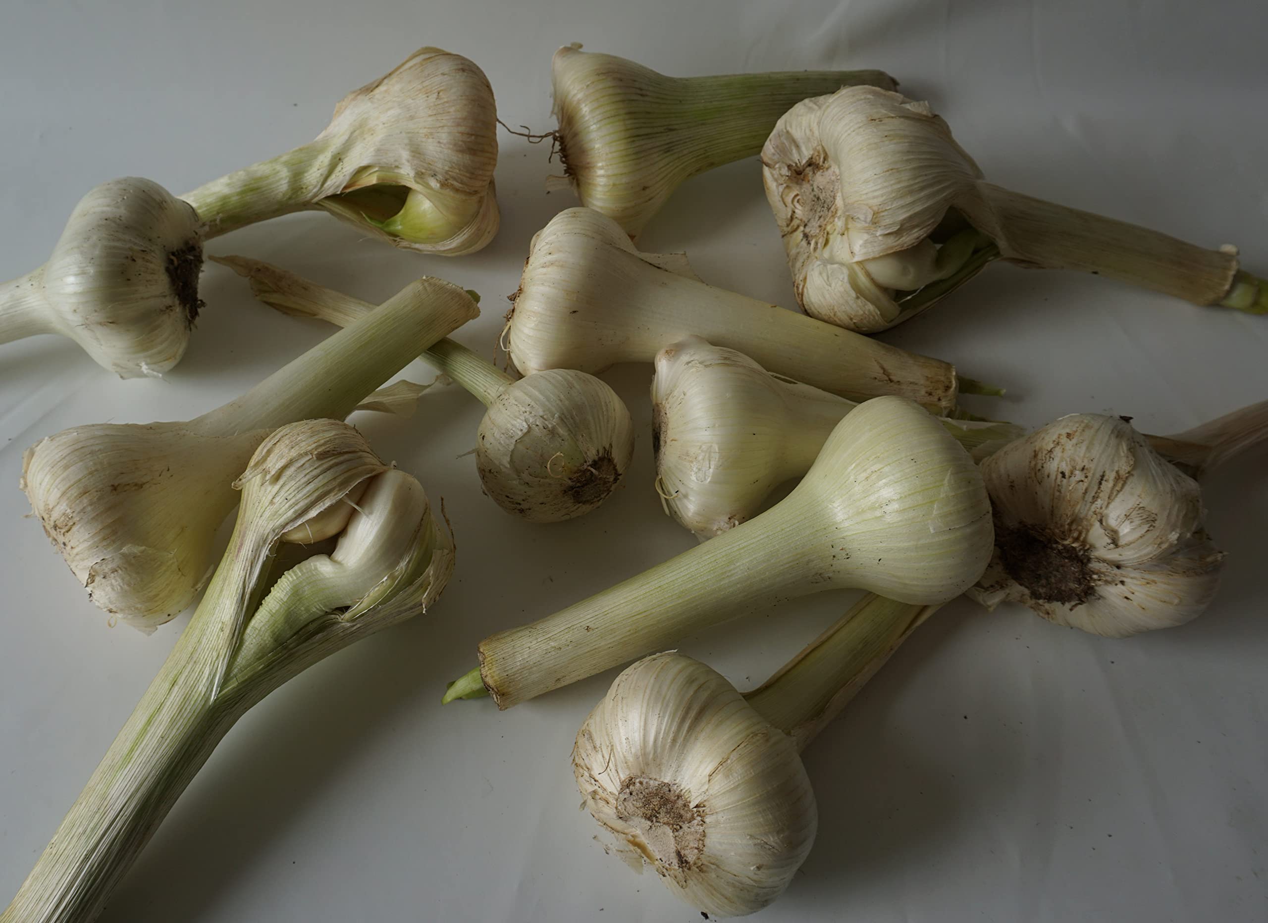 Aglione della Val di Chiana " Fresco " 1 kg Italia