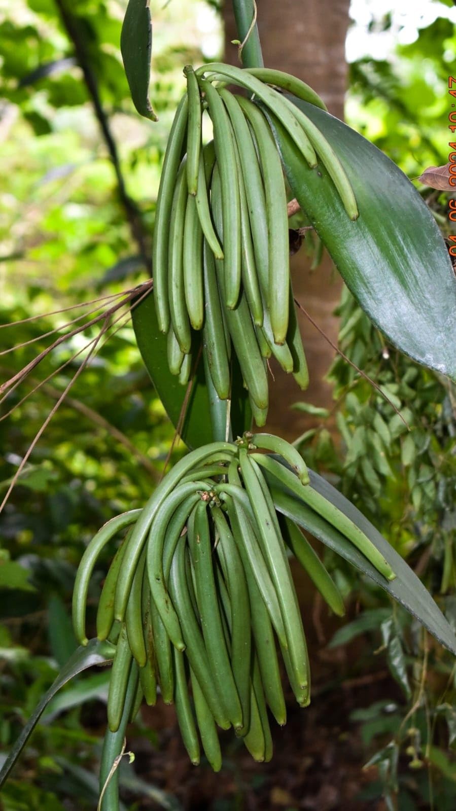 Vaniglia Bourbon del Madagascar - Bacelli Interi, Profumati e Carnosi - Confezione da 1 Kg - Prezzi da Ingrosso e Convenienti - Prodotto Premium per Professionisti (vaniglia da 14 a15 cm)