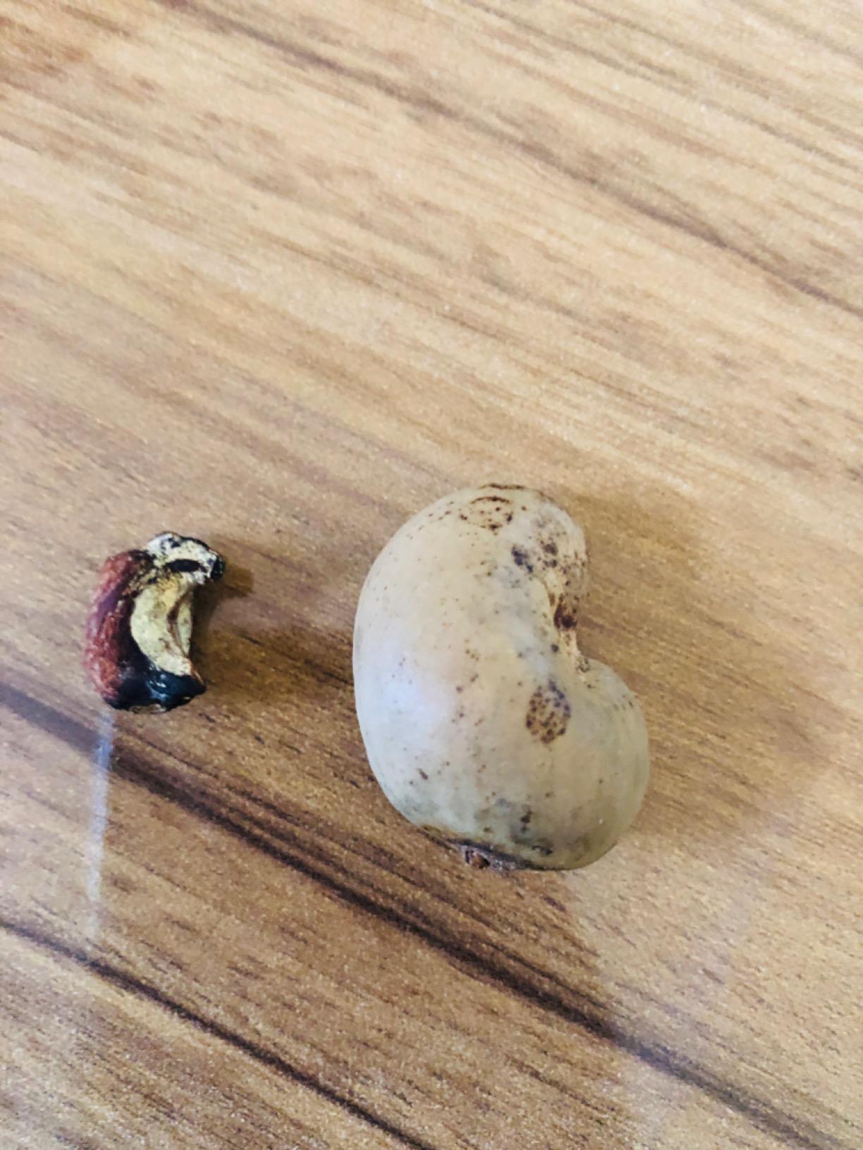 Creative Farmer Cashew Apple Tree Seeds Amazon.in Garden & Outdoors