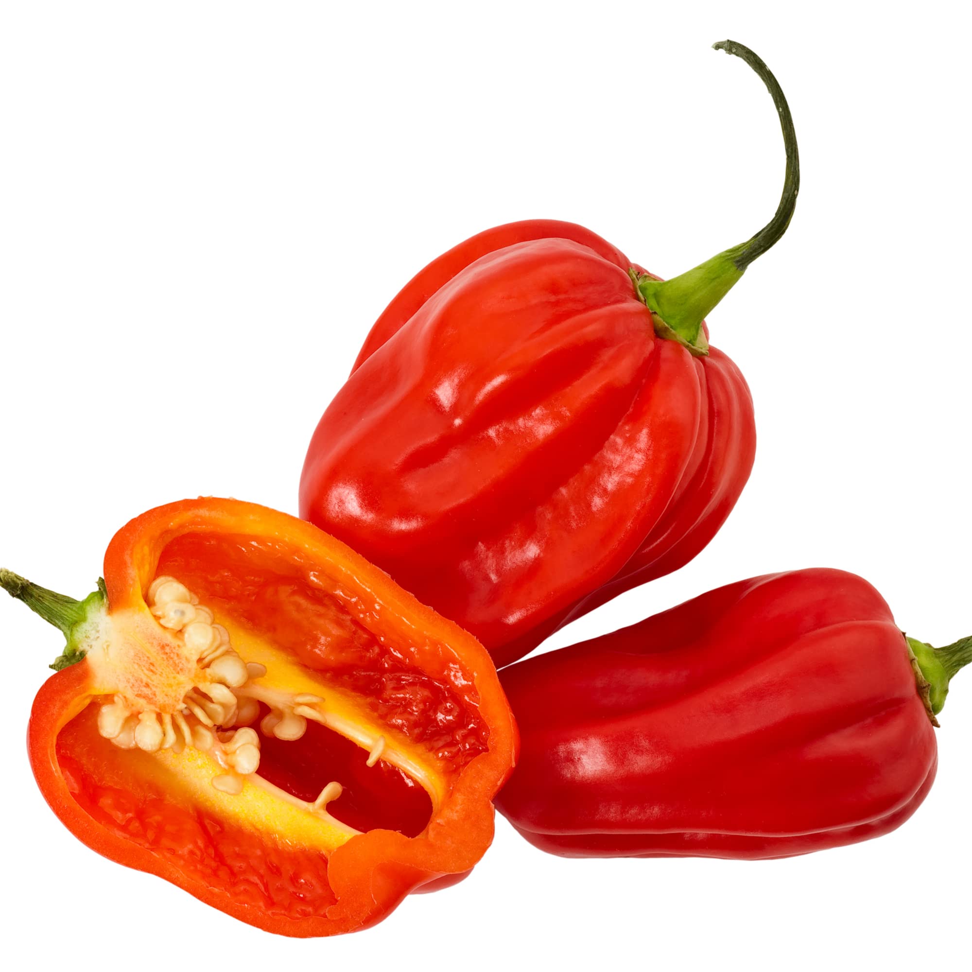 Chilli Plants, 'Scotch Bonnet Red', 3 x Full Plants in 9cm Pots, Hot Chillies, Chilli Pots, Hot Peppers, Scotch Bonnet, Garden Ready and Ready to Plant, Premium Quality Chillies