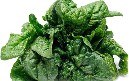 Miniatura 9 de Semillas de espinacas gigantes durante todo el año Verduras tradicionales verdes para plantar semillas sin OMG 300