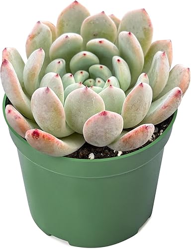 1 Live Echeveria Biante  Planta suculenta totalmente enraizada maceta de 4 pulgadas