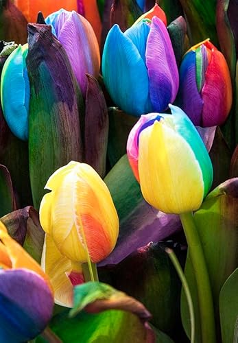Generic 20pcs Tulip Flower Seeds Rainbow
